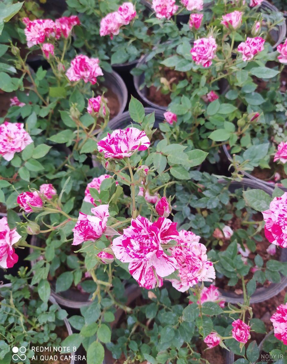 عکسهای گل ساناز