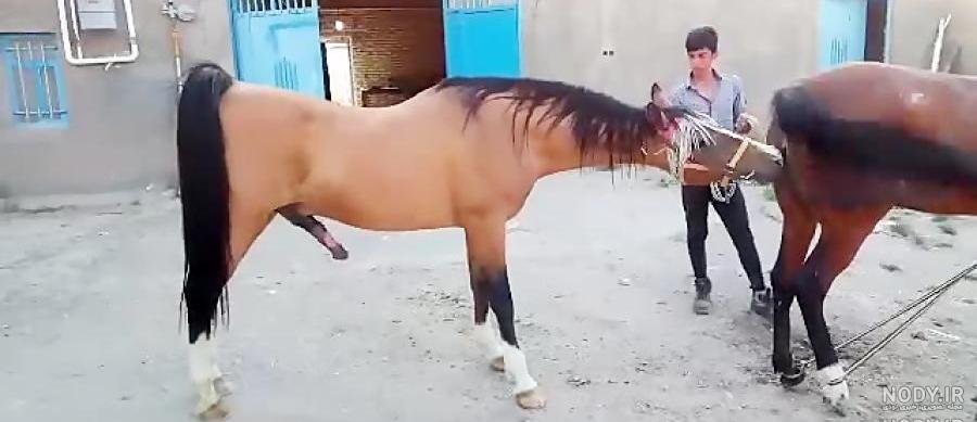 قیمت اسب مسابقه در ایران