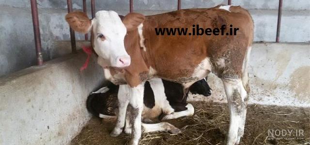 قیمت گوساله پرواری