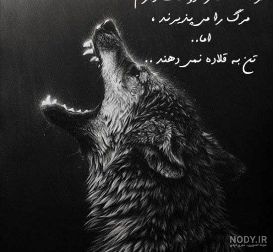 متن در مورد حیوانات جنگل متن در مورد حیوانات جنگل
