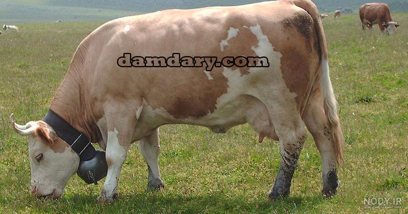 میزان شیردهی گاو سمینتال در روز