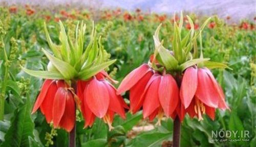 نقاشی گل لاله زیبا
