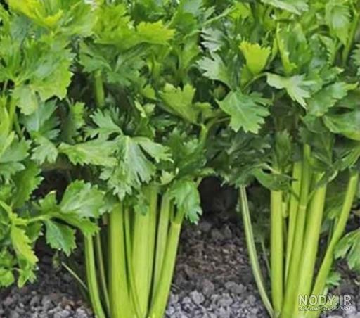نگهداری آب کرفس در یخچال