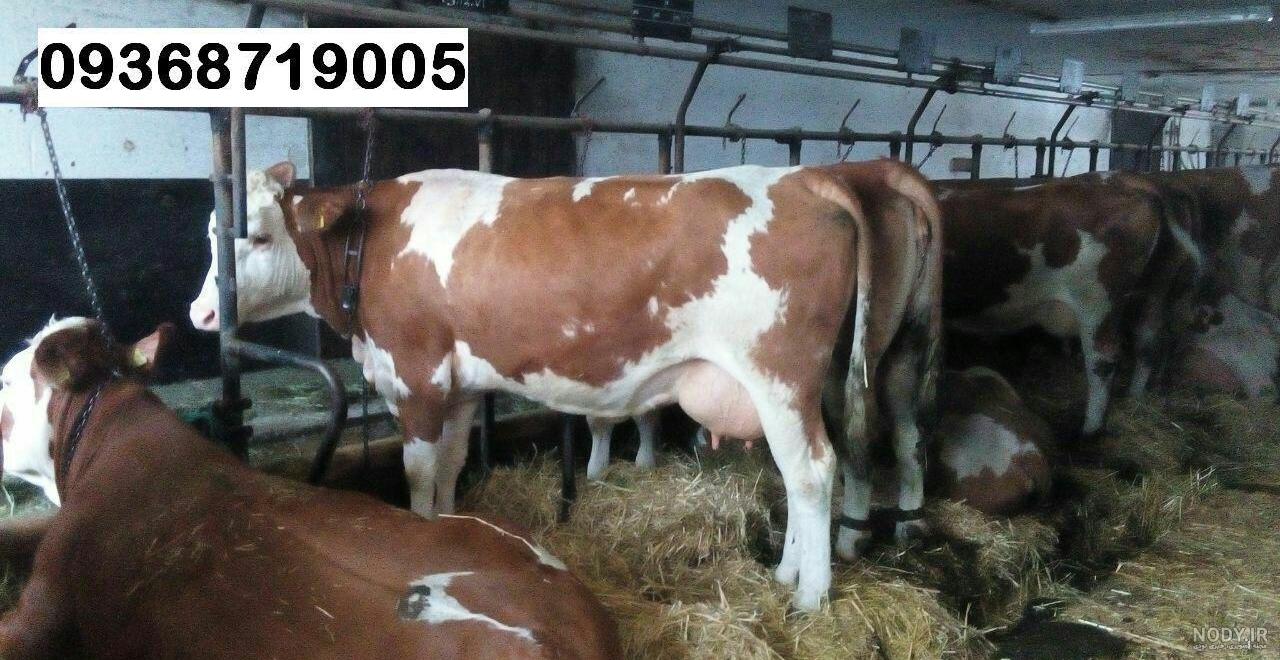 هزینه نگهداری گاو سمینتال