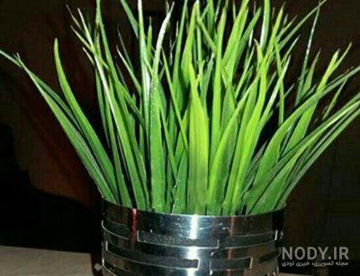 کاشت دانه به برای سبزه عید