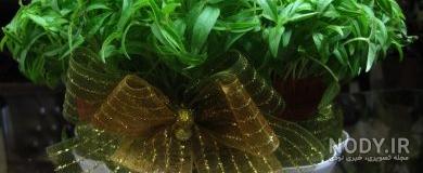 کاشت دانه به برای سبزه عید
