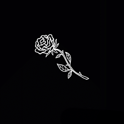 گل رز سیاه گل رز سیاه