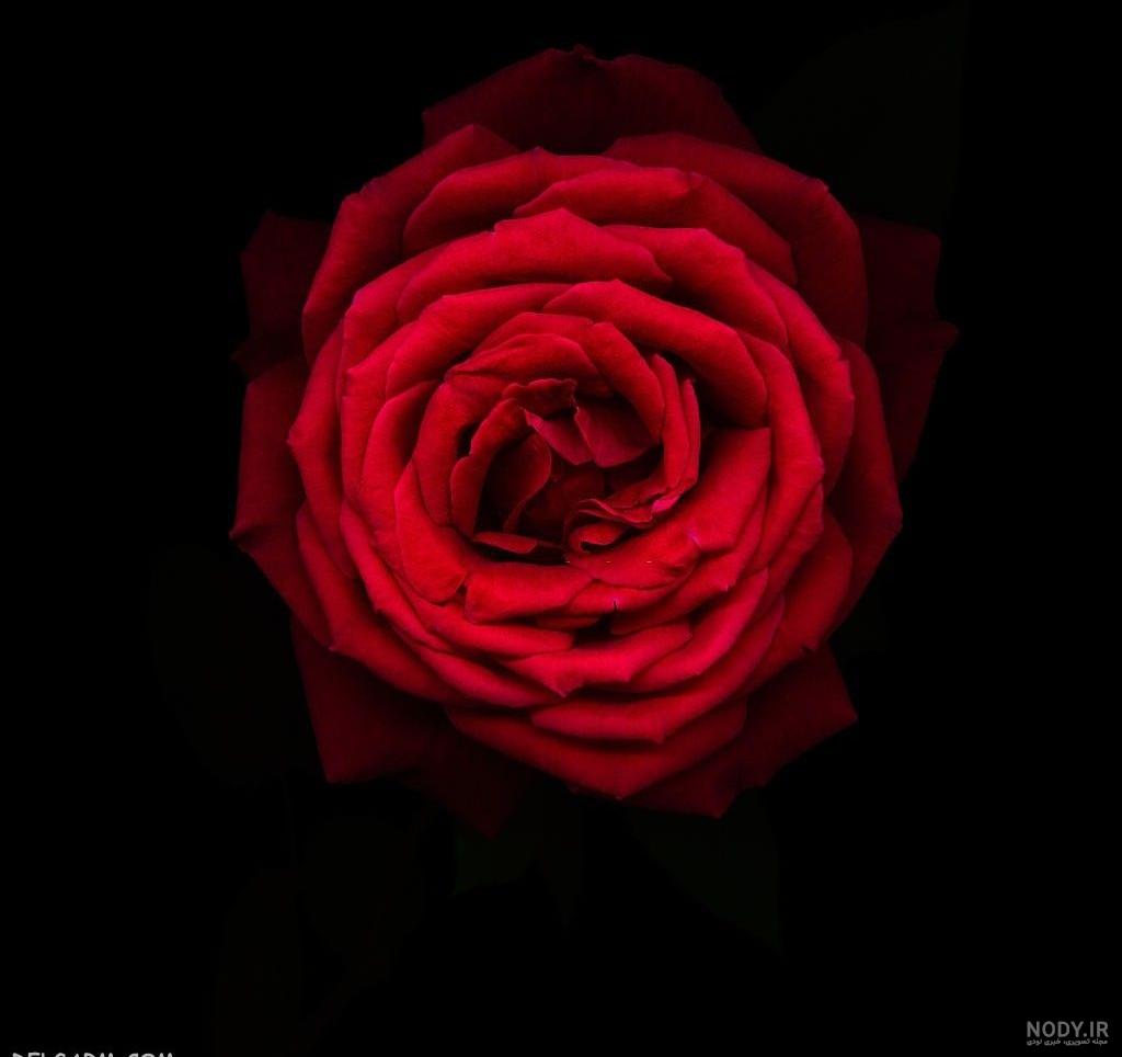 گل رز سیاه سفید گل رز سیاه سفید