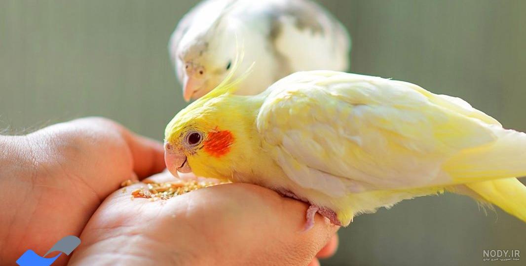 اسم غذای عروس هلندی
