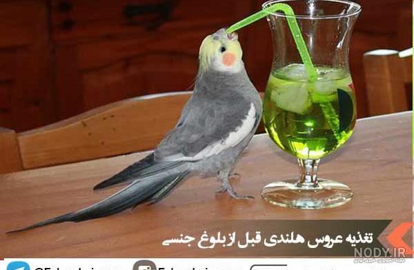 برنامه غذایی عروس هلندی