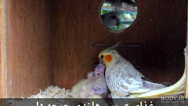 تحریک عروس هلندی