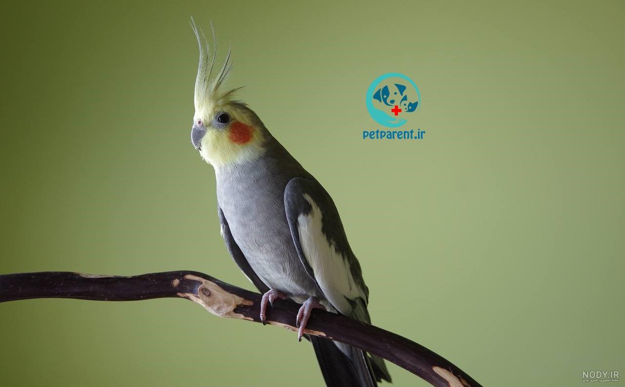 خرید غذای تقویتی عروس هلندی