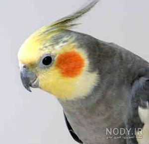 خرید غذای عروس هلندی