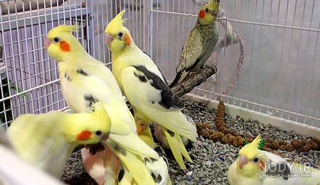 عکس برنامه غذایی عروس هلندی