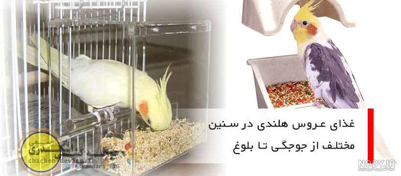 عکس ظرف غذای عروس هلندی