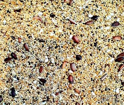 عکس غذا خوردن عروس هلندی