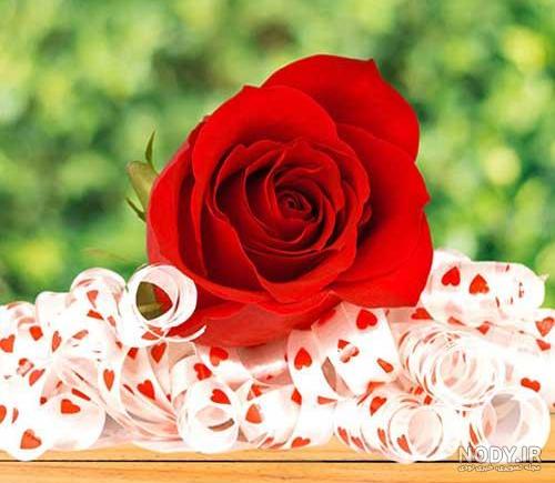 عکس گل رز سفید و قرمز