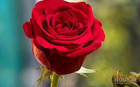 عکس گل رز عاشقانه زیبا