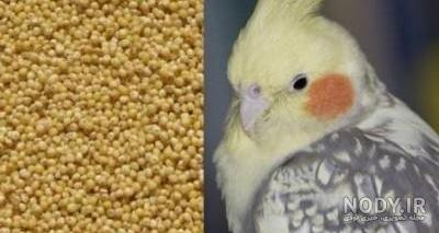 غذاهای ممنوع برای عروس هلندی