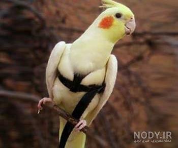 غذای مست کننده عروس هلندی