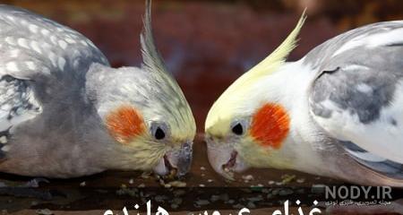 لیست غذاهای مورد علاقه عروس هلندی