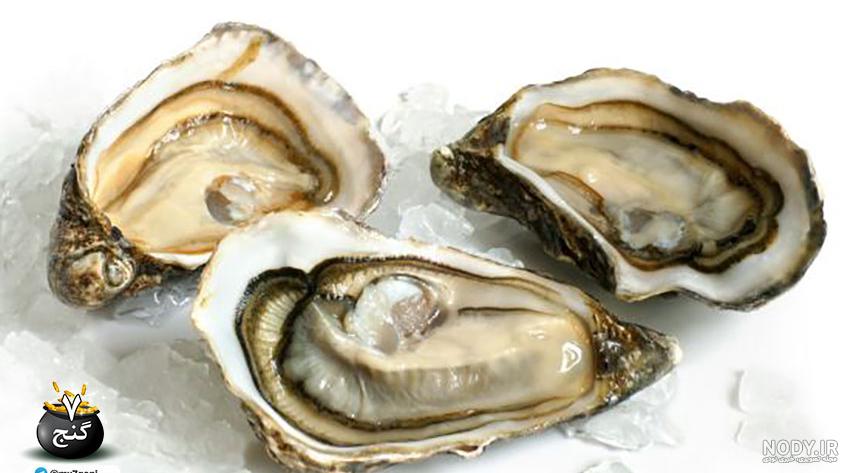 انواع صدف خوراکی