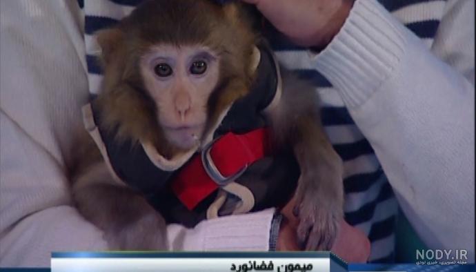 انیمیشن میمون فضانورد انیمیشن میمون فضانورد