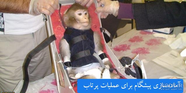 اولین میمون فضانورد اولین میمون فضانورد