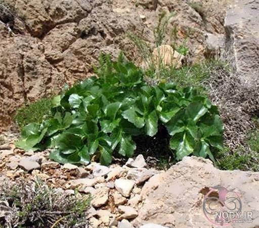 بذر کرفس کوهی