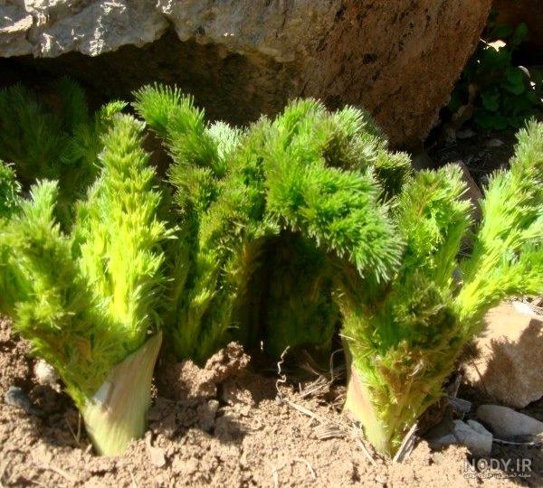 برانی کرفس