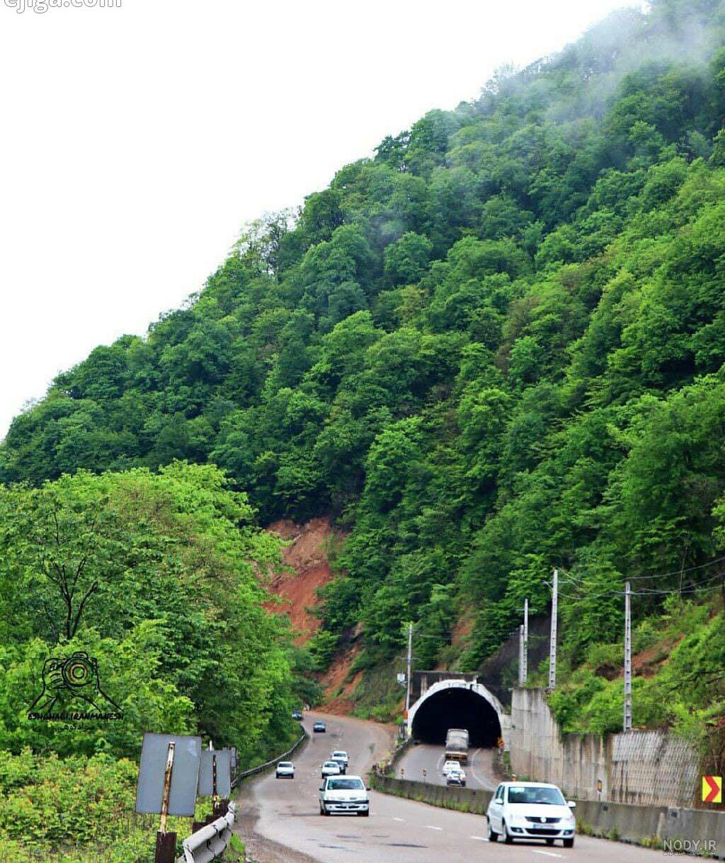 جنگل شیرگاه جنگل شیرگاه