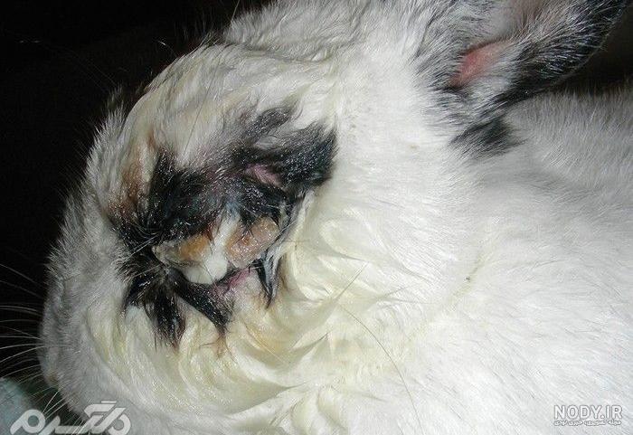 خرگوش نژاد داچ