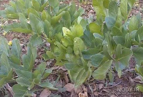 خرید کرفس کوهی