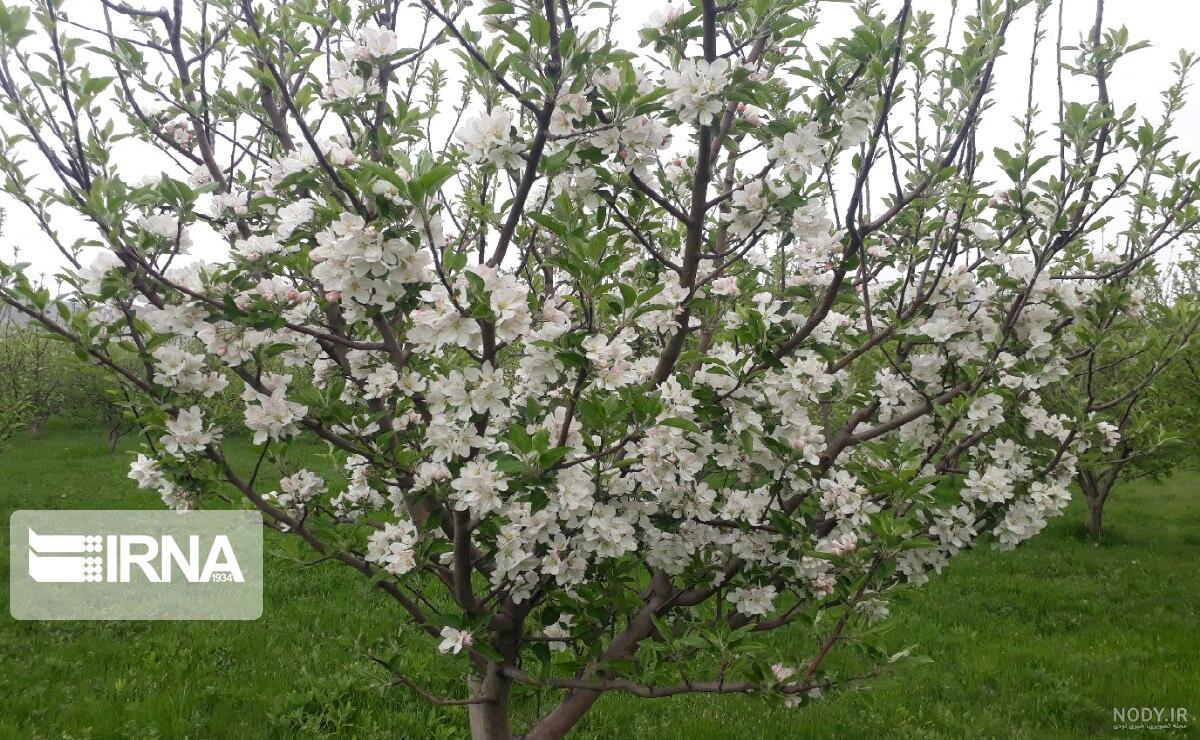 خواص شکوفه آلبالو خواص شکوفه آلبالو