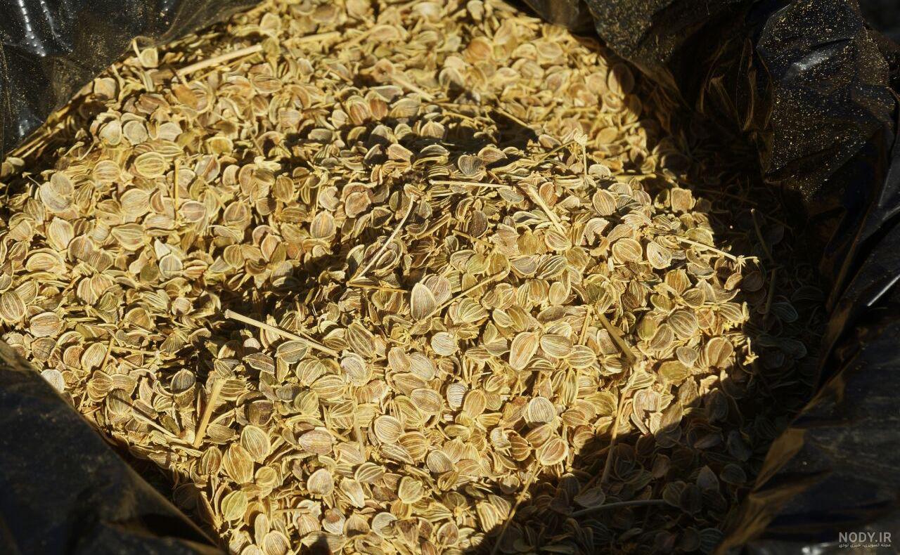 خواص عرق کرفس کوهی