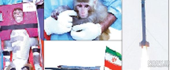 دانلود میمون دانلود میمون