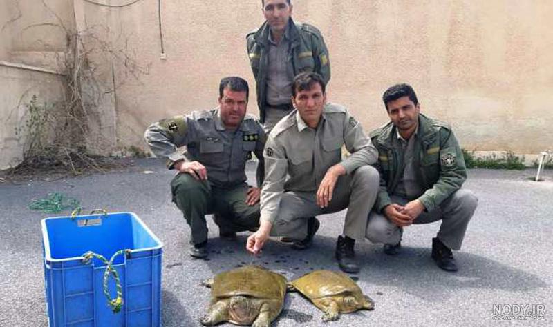 دلیل غذا نخوردن لاک پشت خاکی دلیل غذا نخوردن لاک پشت خاکی