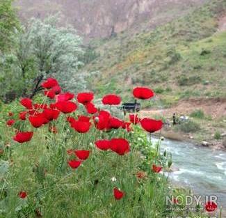زیباترین عکسهای طبیعت