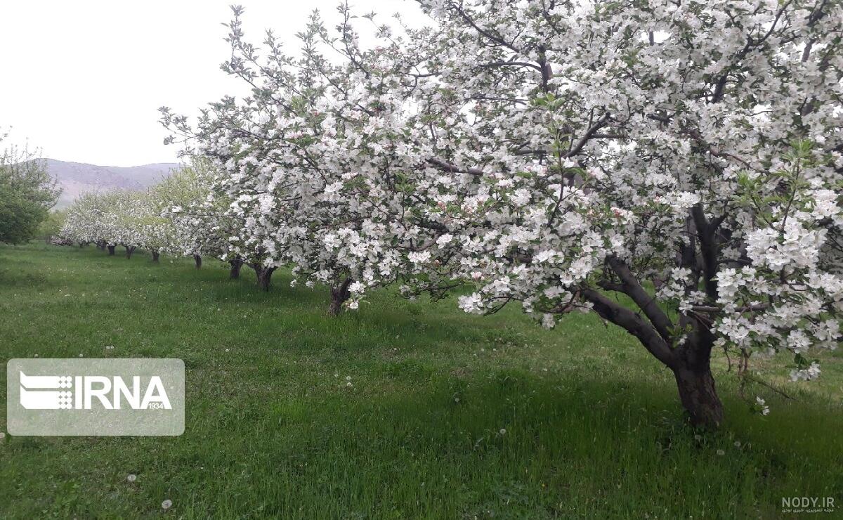 شکوفه درخت سیب چه رنگی است شکوفه درخت سیب چه رنگی است