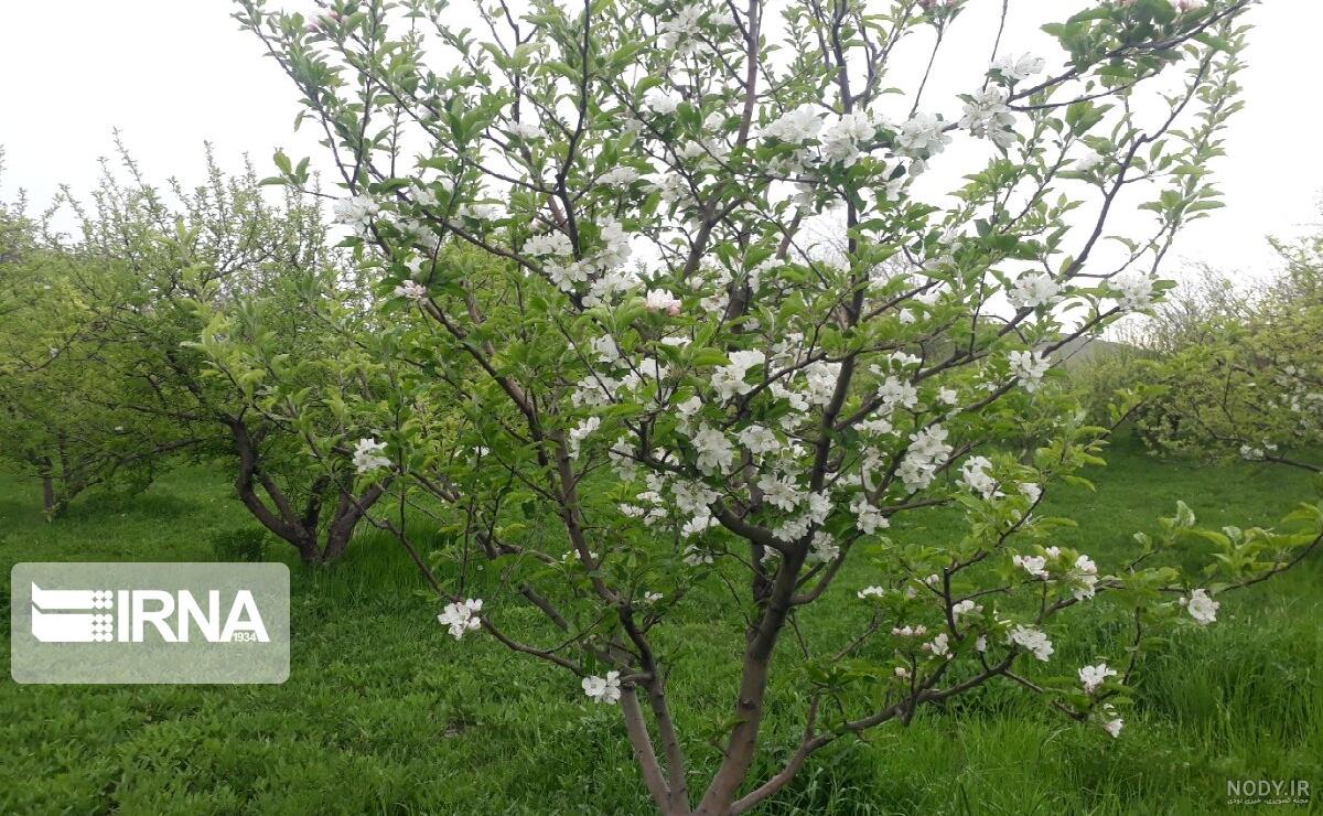 شکوفه درخت سیب گلاب شکوفه درخت سیب گلاب