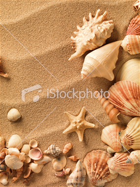 عروس دریایی عروس دریایی