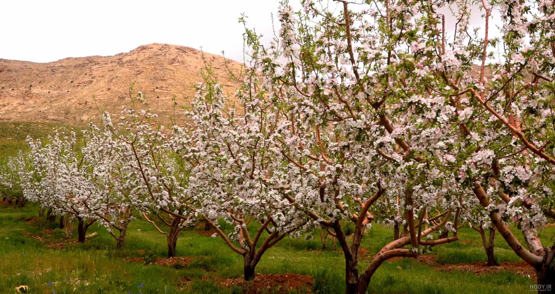 عطر شکوفه هلو عطر شکوفه هلو