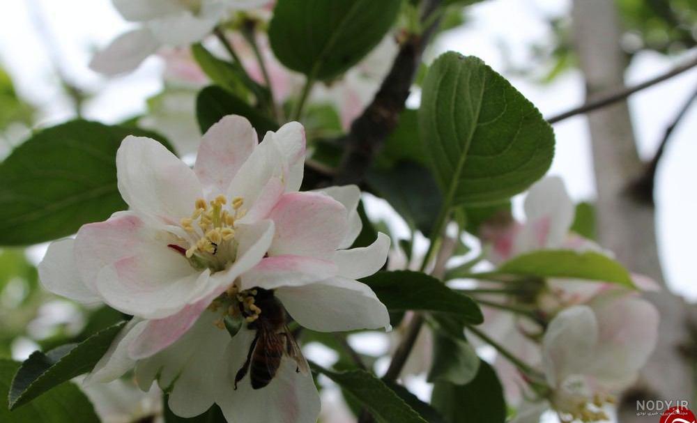 عطر شکوفه ی سیب عطر شکوفه ی سیب