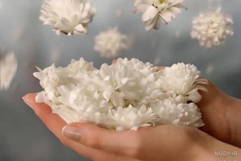 عکس از گل یاس کبود