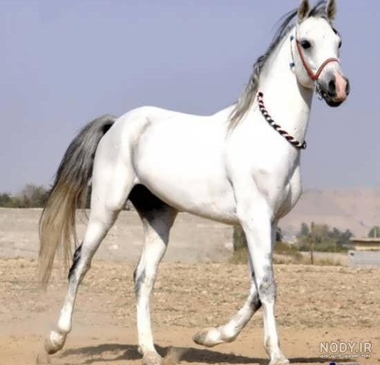 عکس اسب ایرانی جدید
