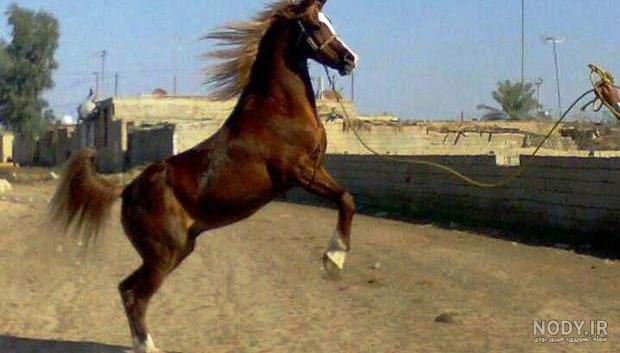عکس اسب عربی زیبا عکس اسب عربی زیبا