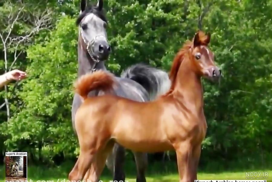عکس اسب عربی سیاه عکس اسب عربی سیاه