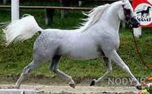 عکس اسب عربی مصری عکس اسب عربی مصری