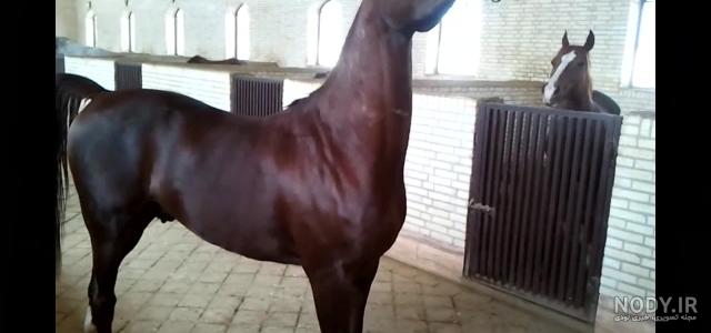 عکس اسب عربی مصری عکس اسب عربی مصری
