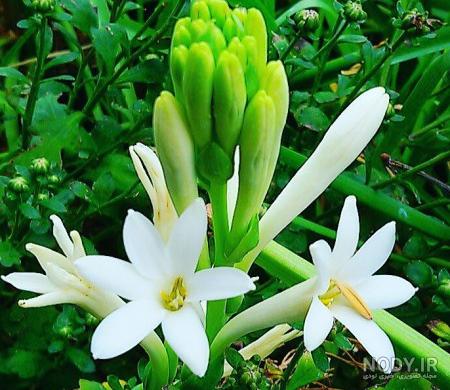 عکس دسته گل مریم